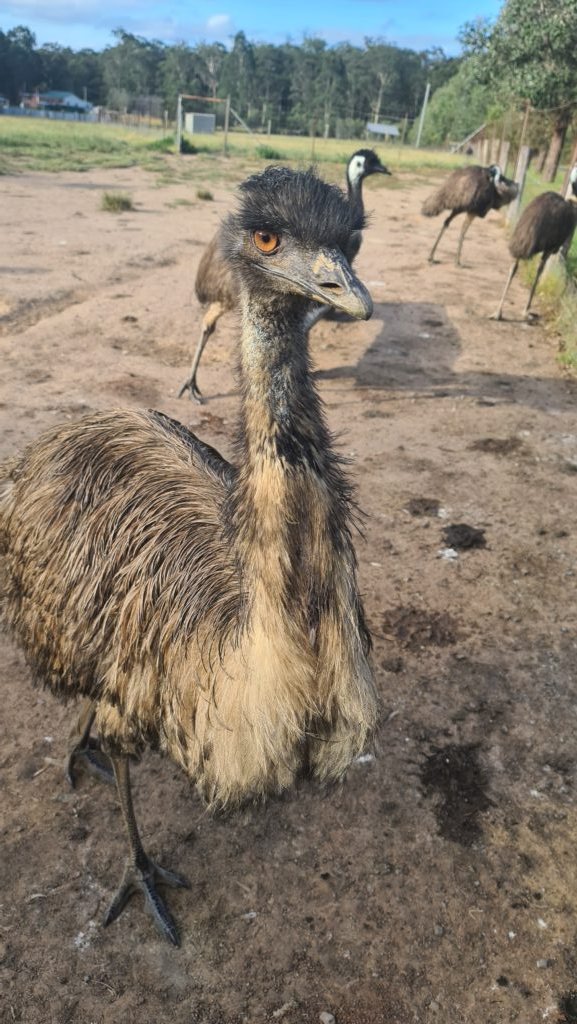 Mudgeroo Animal Refuge and Emu Farm - Falls Creek NSW