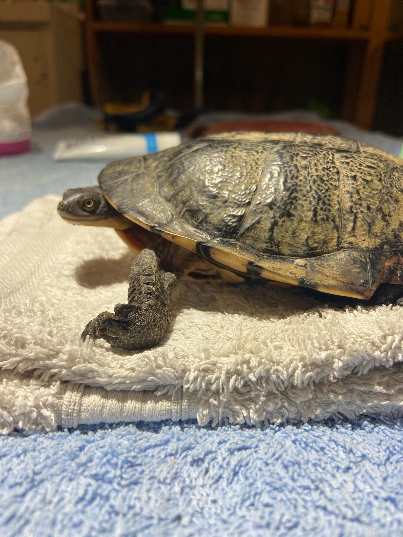 Herculean The Eastern Long Neck Turtle - Mudgeroo Emu Farm and Animal ...