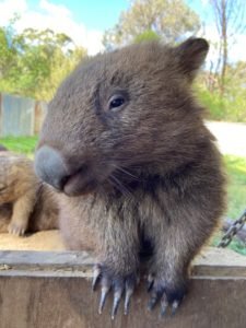 Mudgeroo Animal Refuge and Emu Farm - Falls Creek NSW