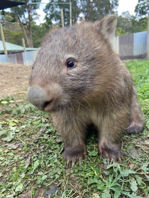 Mudgeroo Animal Refuge and Emu Farm - Sheldon the wombat