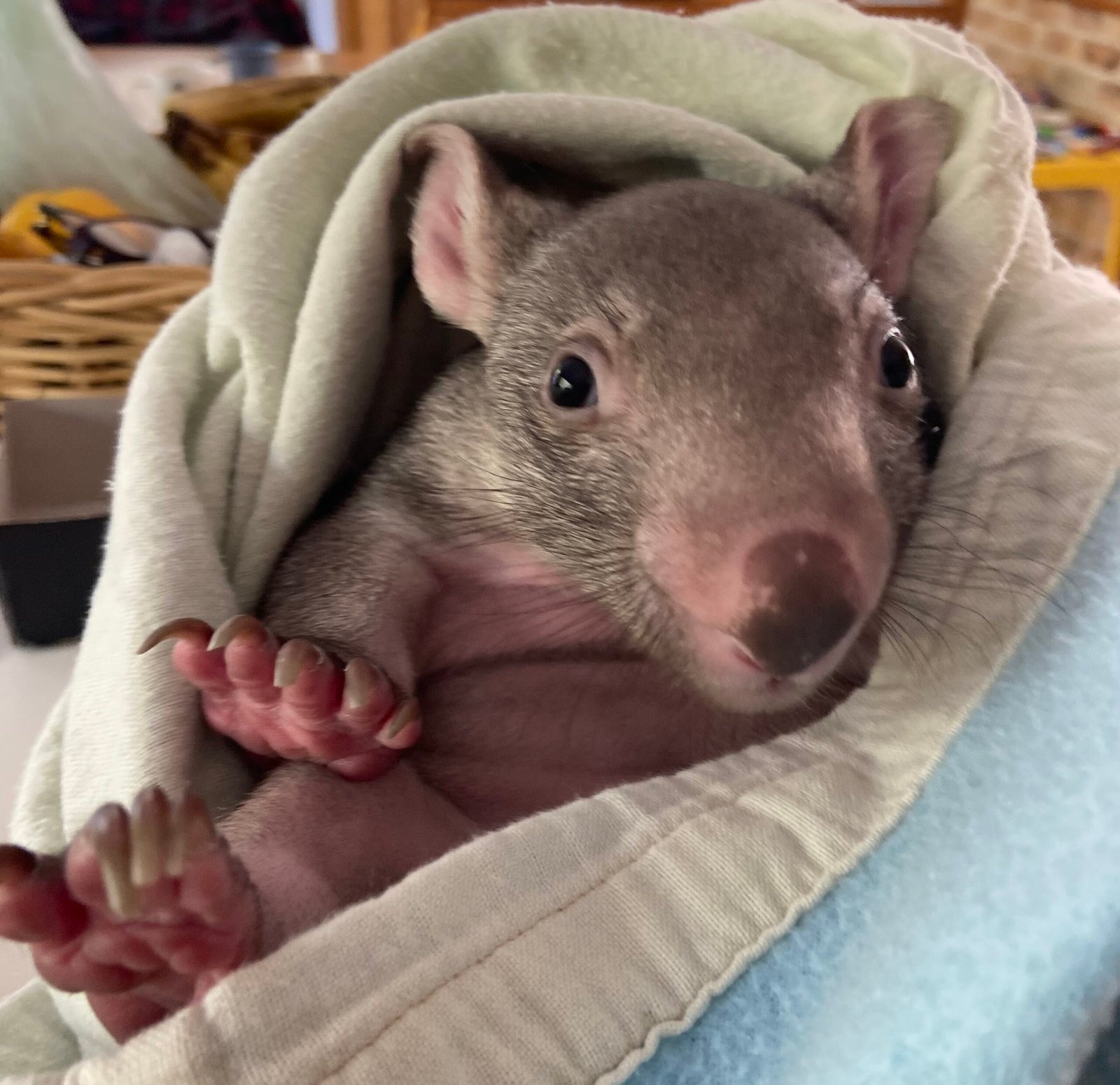 Mudgeroo Animal Refuge and Emu Farm - Sheldon the wombat