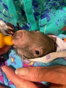 Mudgeroo Animal Refuge and Emu Farm - Sheldon the wombat