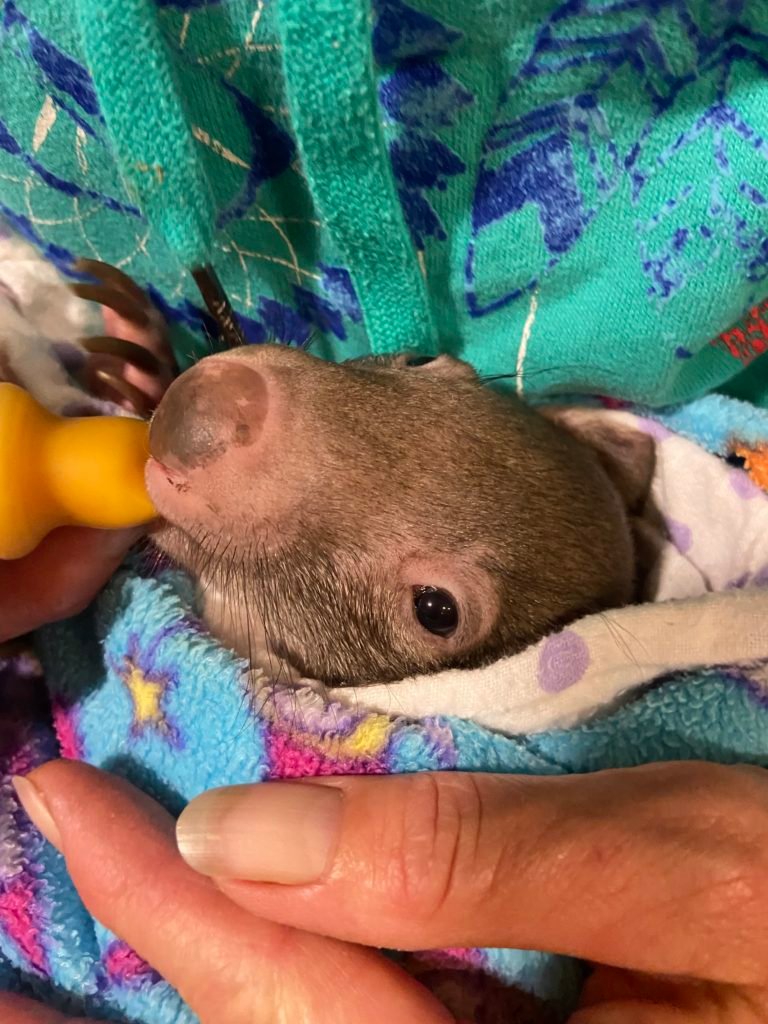 Mudgeroo Animal Refuge and Emu Farm - Sheldon the wombat