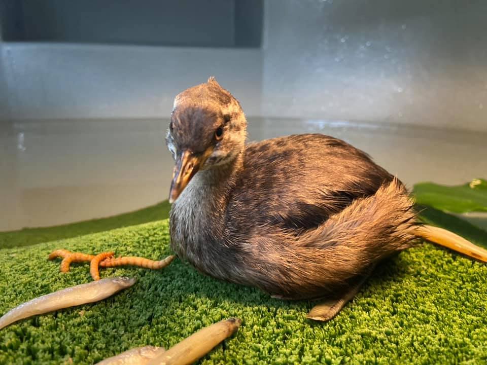 Mudgeroo Animal Refuge and Emu Farm - Greta the Australasian Grebe