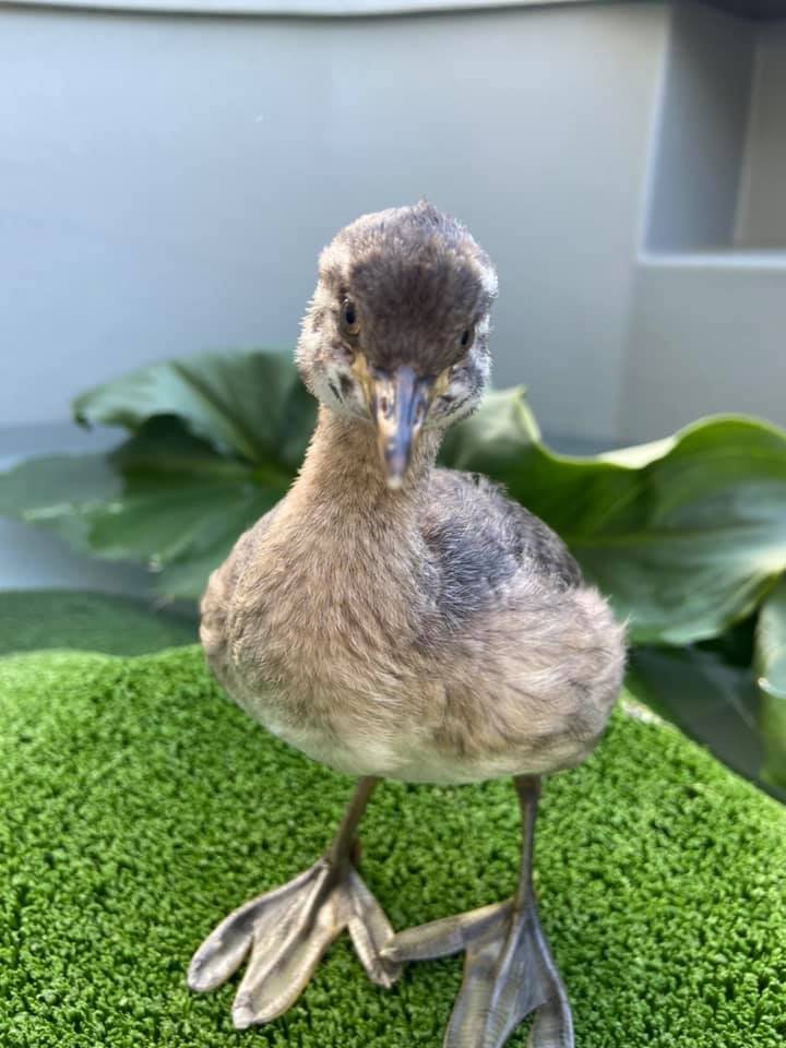 Mudgeroo Animal Refuge and Emu Farm - Greta the Australasian Grebe