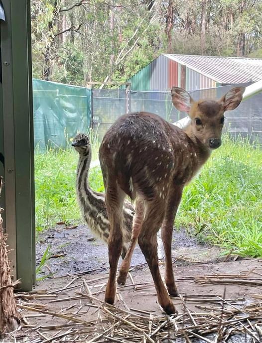 Mudgeroo Animal Refuge and Emu Farm Jervis Bay NSW - rescued deer