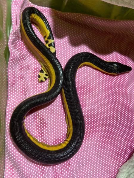 Mudgeroo Animal Refuge and Emu Farm - Rescued yellow bellied sea snake