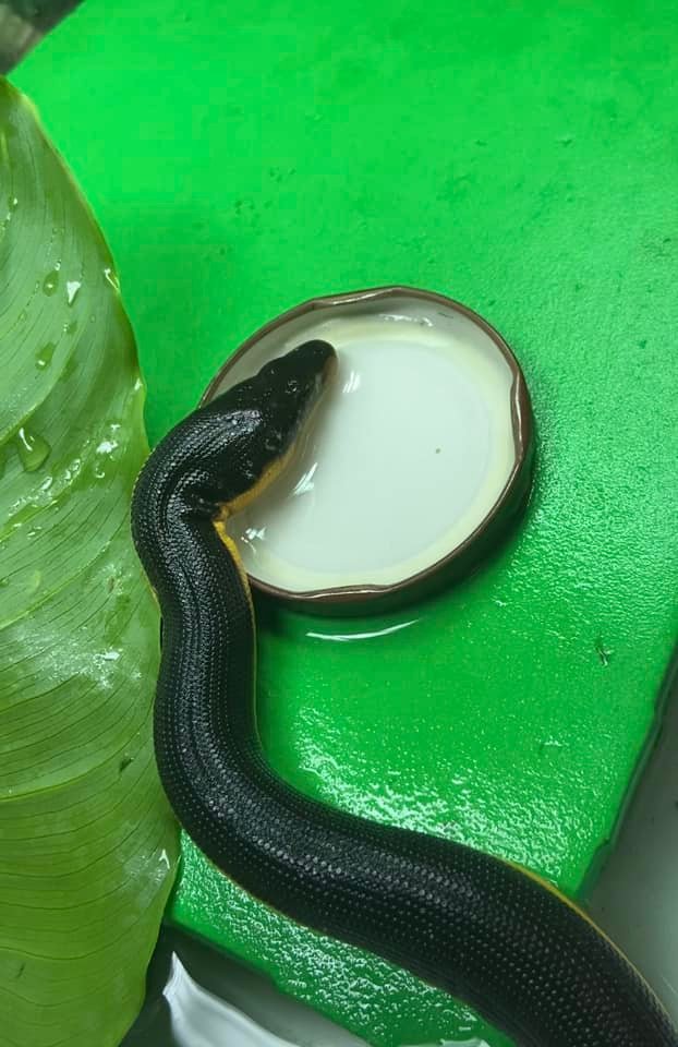 Mudgeroo Animal Refuge and Emu Farm - Rescued yellow bellied sea snake