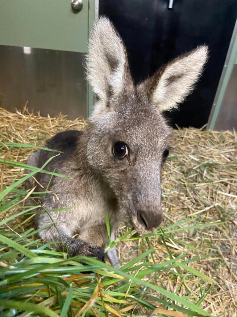 Mudgeroo Animal Refuge and Emu Farm - Rescue Kangaroos