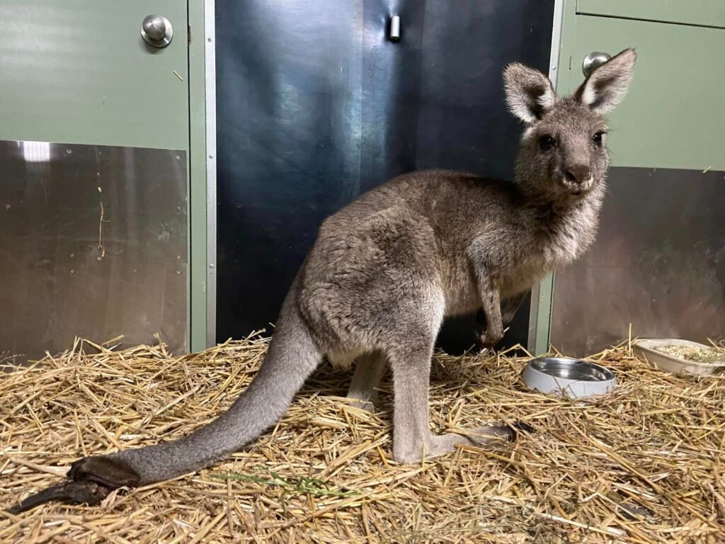 Mudgeroo Animal Refuge and Emu Farm - Rescue Kangaroos