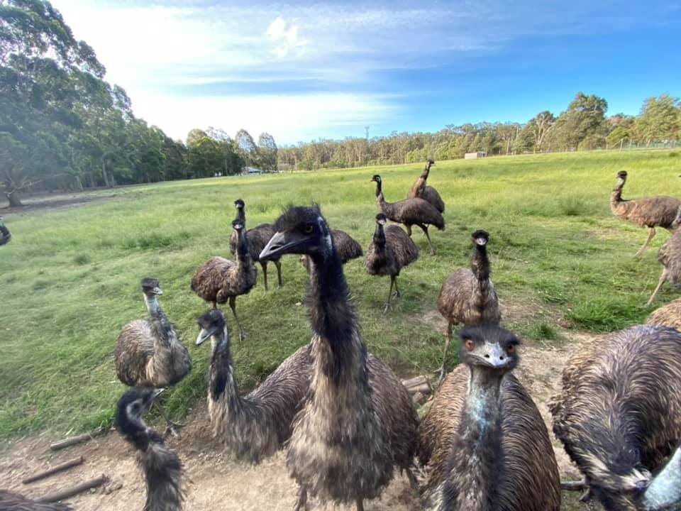 Mudgeroo Animal Refuge and Emu Farm - Rescued Emu's