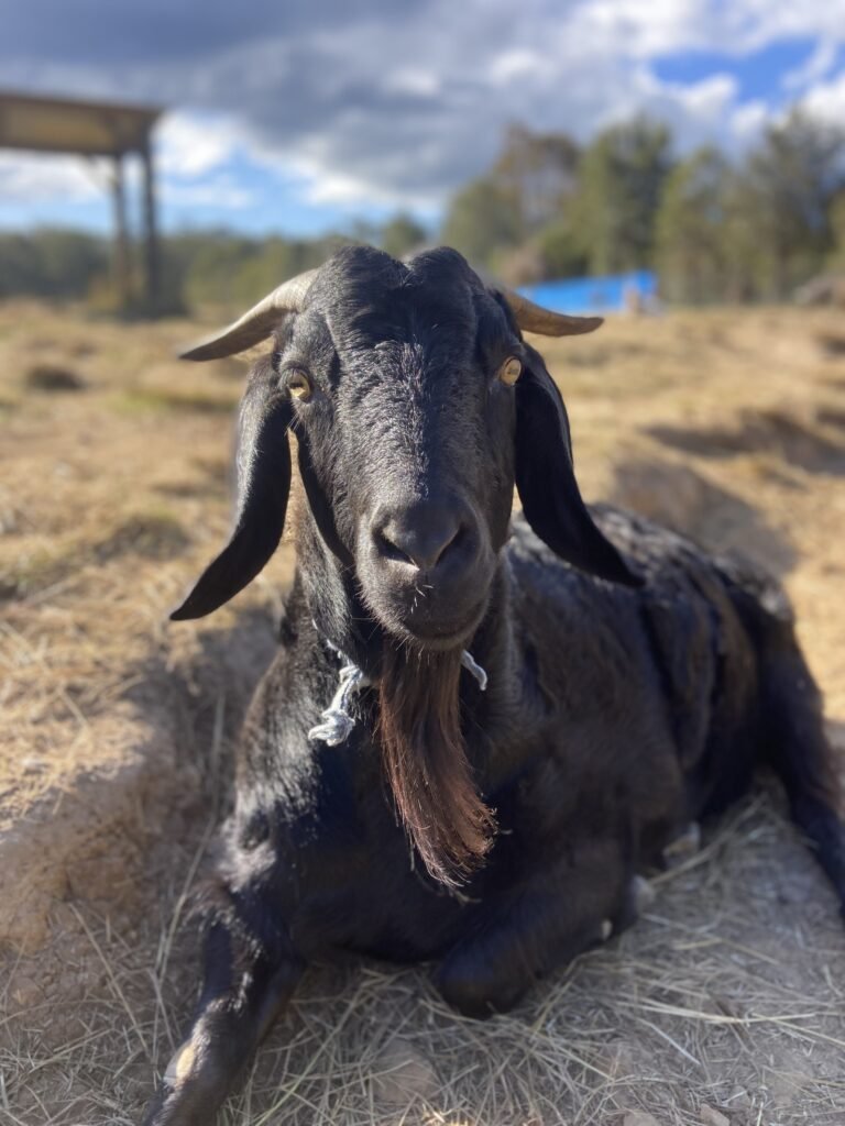 Mudgeroo Animal Refuge and Emu Farm - Rescue Goats