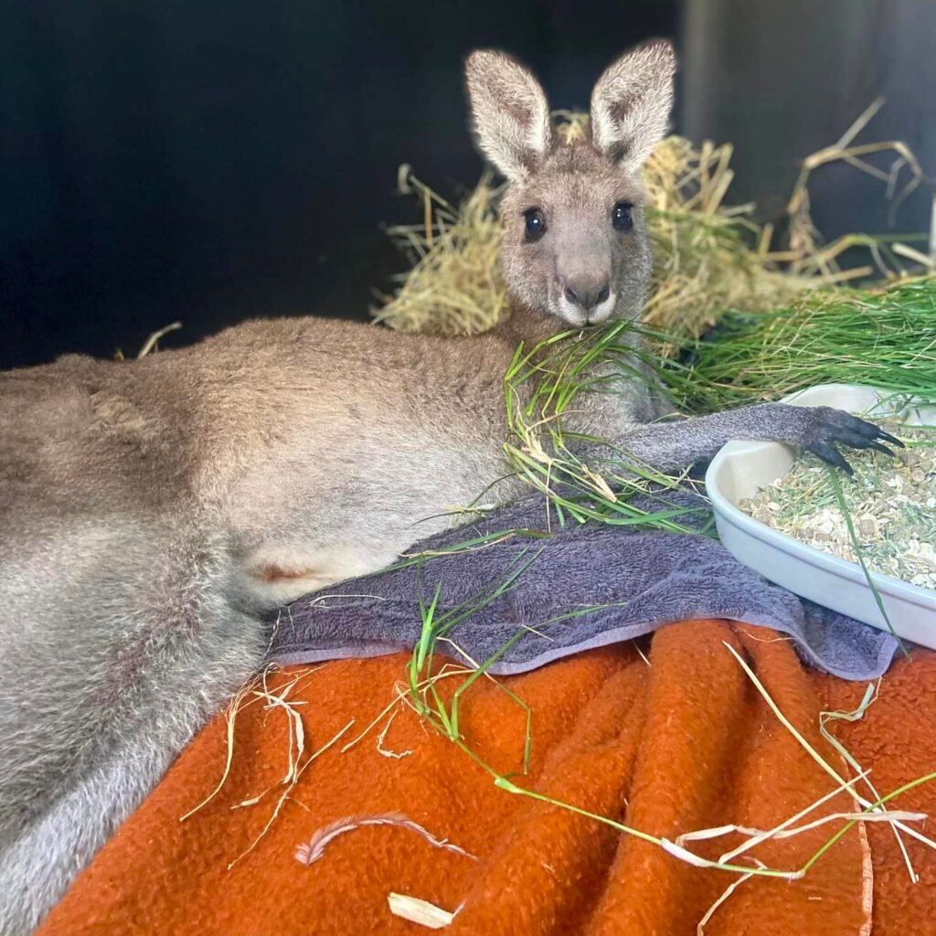 Mudgeroo Animal Refuge and Emu Farm - Jervis Bay NSW