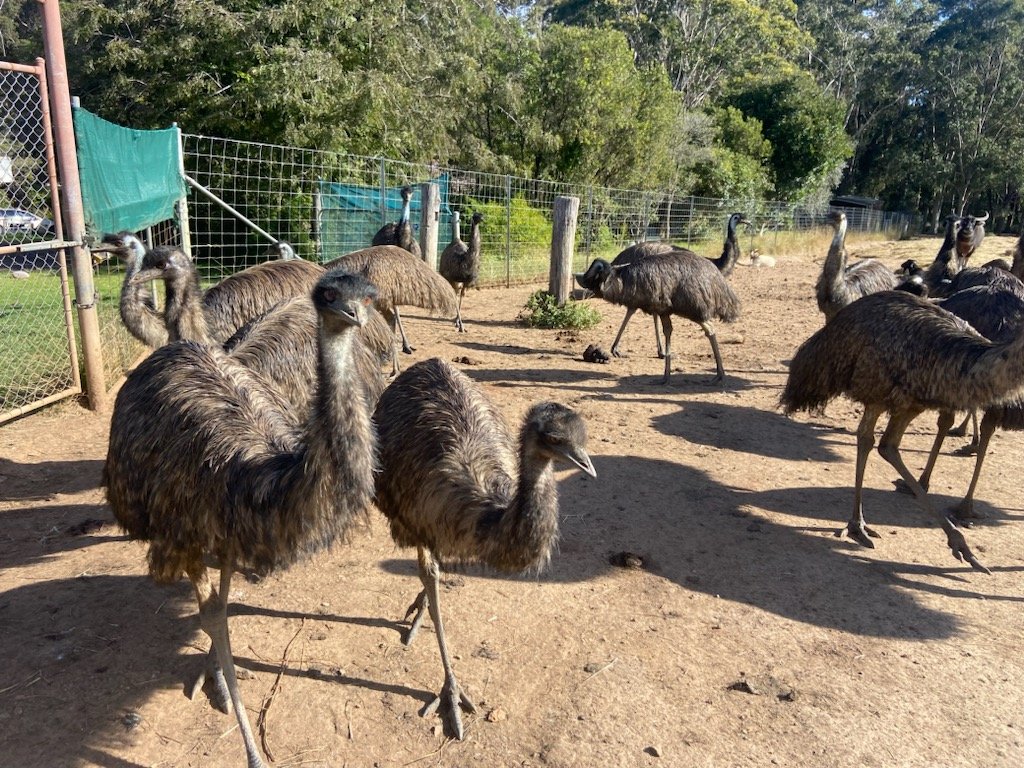 Mudgeroo Animal Refuge and Emu Farm, Falls Creek NSW - Rescued Emu's